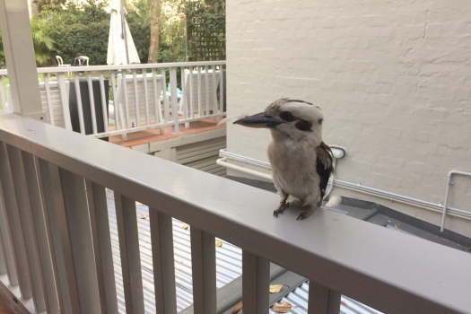 kookaburra.jpg